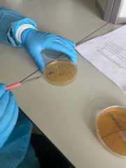 laboratorium_biol_maj_2023_04