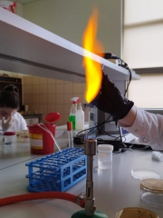 laboratorium_biol_maj_2023_13